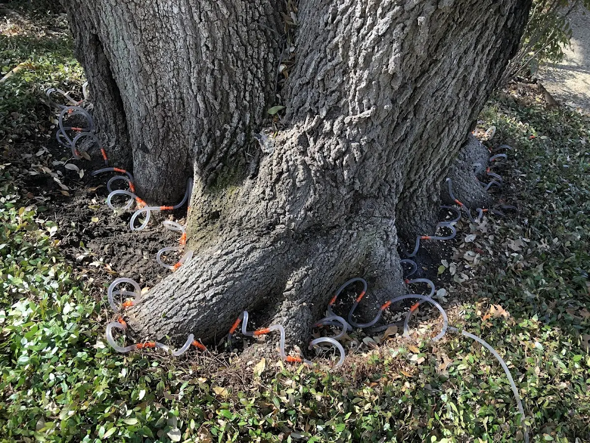 Detailed Tree Cabling and Bracing job site in Chicago