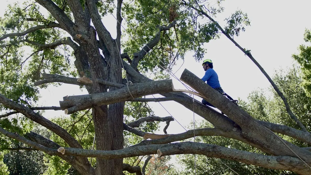 Professional Hazardous Tree Removal performed by certified arborists in Chicago