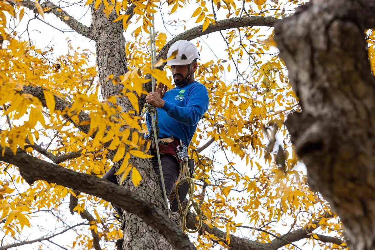 Skilled Stump Removal crew working in Chicago